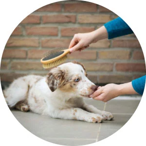 Rolly Pet Store